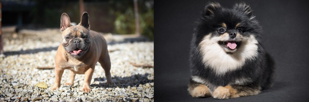 German Spitz (Klein) vs French Bulldog - Breed Comparison