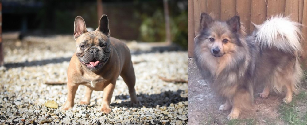 German Spitz (Mittel) vs French Bulldog - Breed Comparison