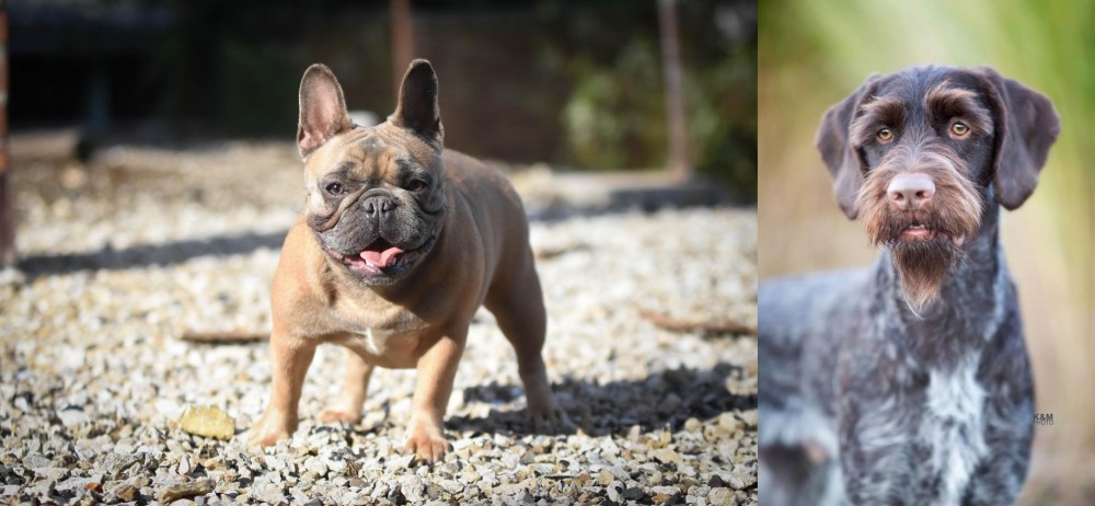 German Wirehaired Pointer vs French Bulldog - Breed Comparison