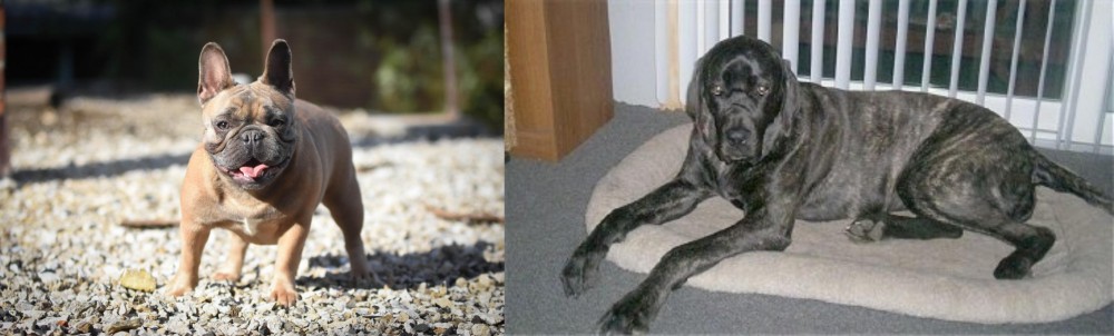 Giant Maso Mastiff vs French Bulldog - Breed Comparison