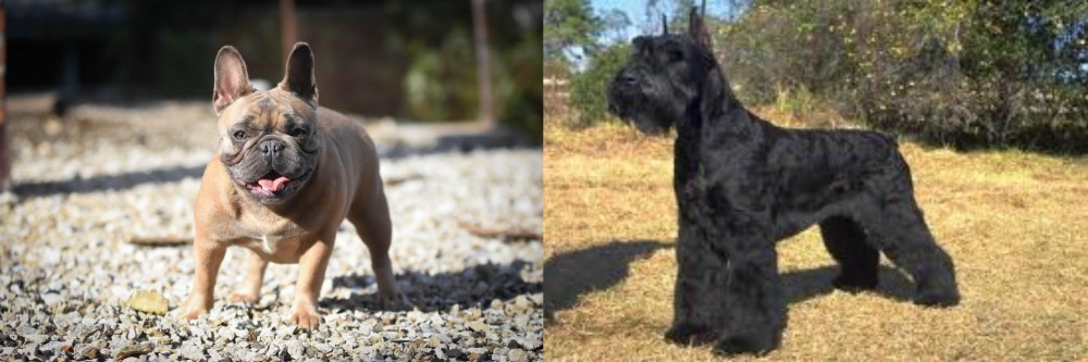Giant Schnauzer vs French Bulldog - Breed Comparison
