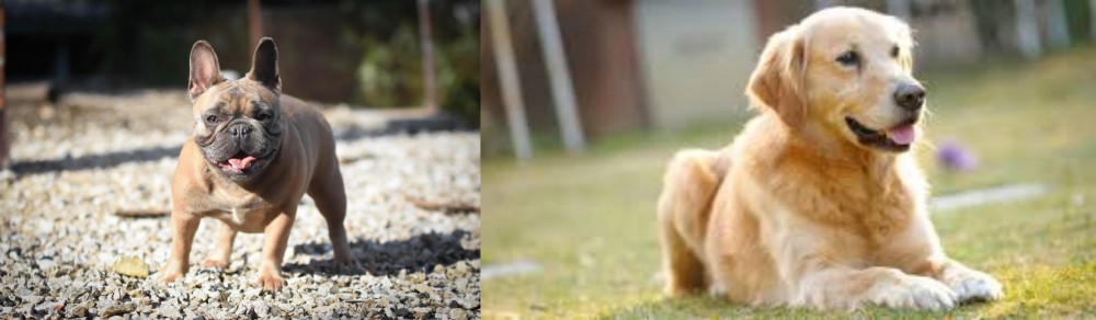 Goldador vs French Bulldog - Breed Comparison