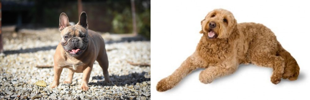 Golden Doodle vs French Bulldog - Breed Comparison