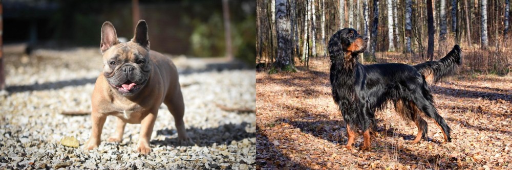 Gordon Setter vs French Bulldog - Breed Comparison