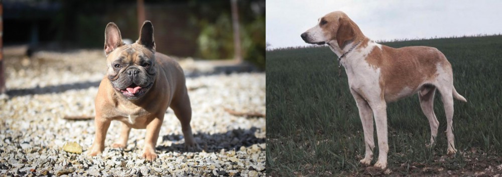Grand Anglo-Francais Blanc et Orange vs French Bulldog - Breed Comparison