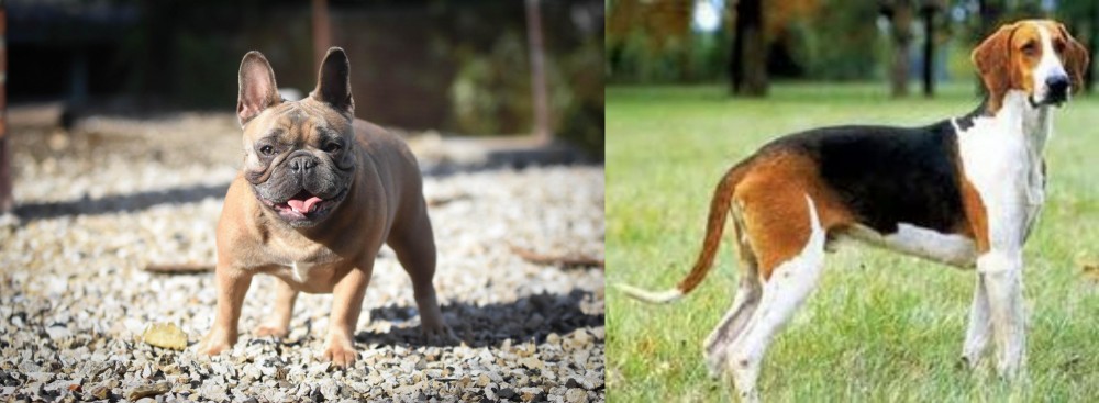 Grand Anglo-Francais Tricolore vs French Bulldog - Breed Comparison