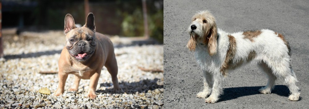 Grand Basset Griffon Vendeen vs French Bulldog - Breed Comparison