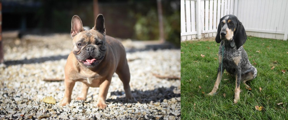 Grand Bleu de Gascogne vs French Bulldog - Breed Comparison