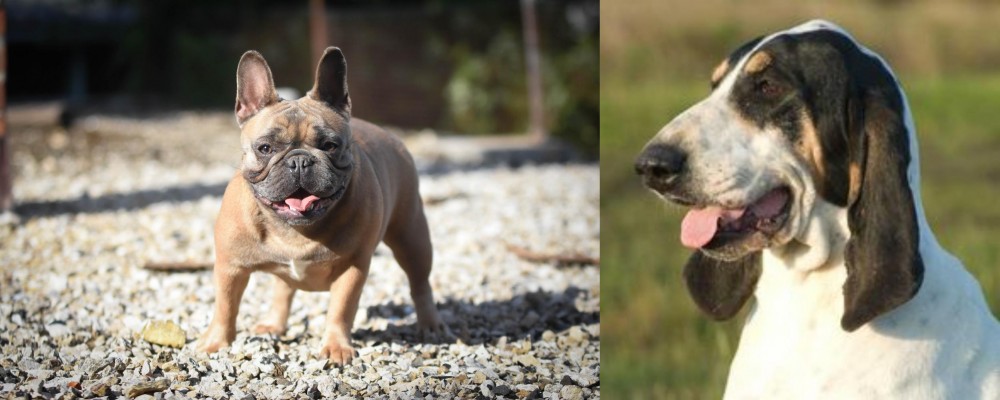 Grand Gascon Saintongeois vs French Bulldog - Breed Comparison