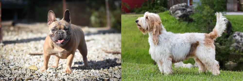 Grand Griffon Vendeen vs French Bulldog - Breed Comparison