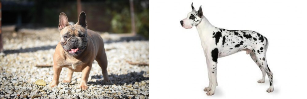 Great Dane vs French Bulldog - Breed Comparison