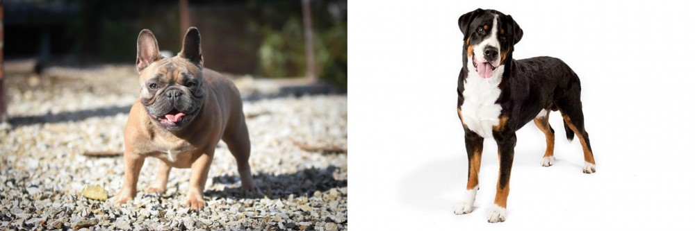 Greater Swiss Mountain Dog vs French Bulldog - Breed Comparison
