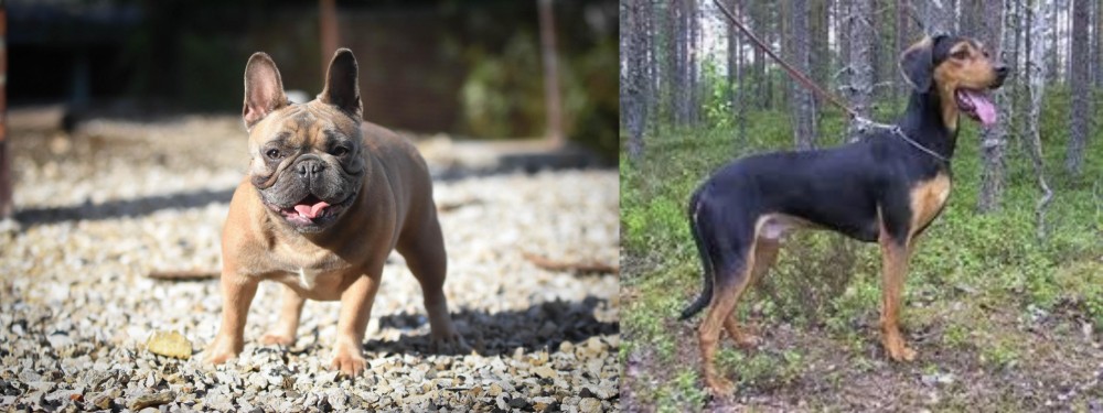 Greek Harehound vs French Bulldog - Breed Comparison
