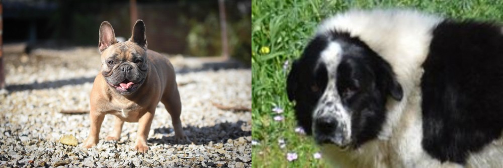 Greek Sheepdog vs French Bulldog - Breed Comparison