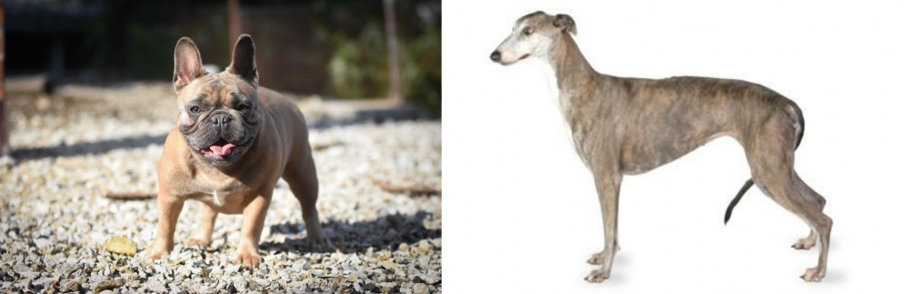 Greyhound vs French Bulldog - Breed Comparison