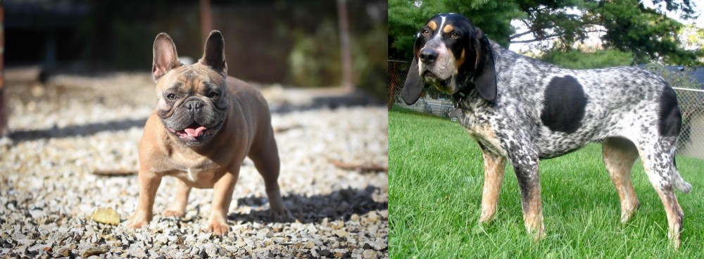 Griffon Bleu de Gascogne vs French Bulldog - Breed Comparison