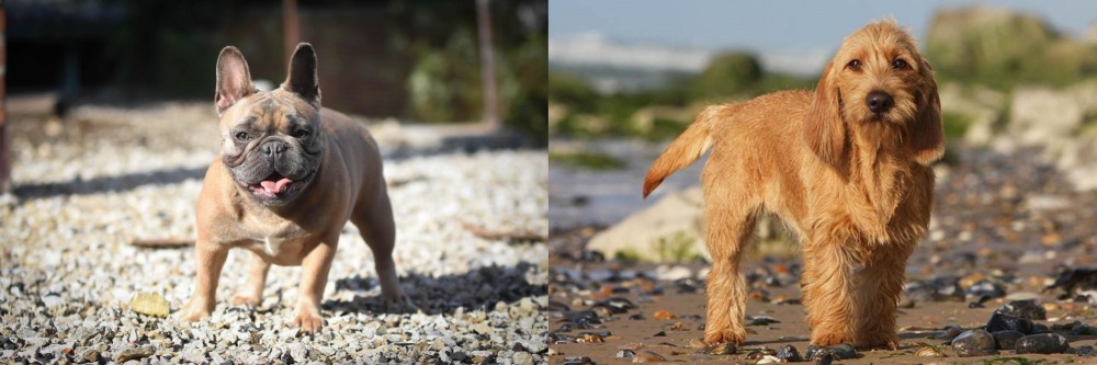 Griffon Fauve de Bretagne vs French Bulldog - Breed Comparison