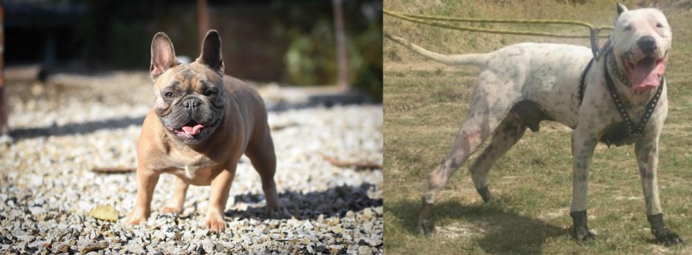 Gull Dong vs French Bulldog - Breed Comparison
