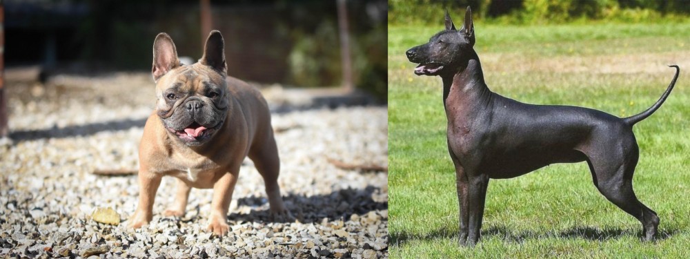 Hairless Khala vs French Bulldog - Breed Comparison