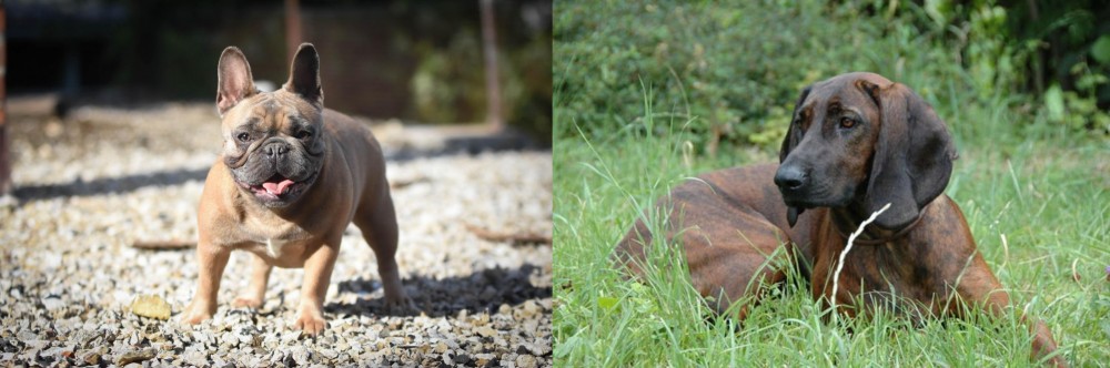 Hanover Hound vs French Bulldog - Breed Comparison