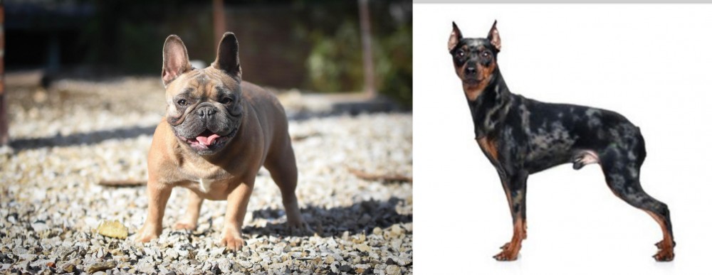 Harlequin Pinscher vs French Bulldog - Breed Comparison