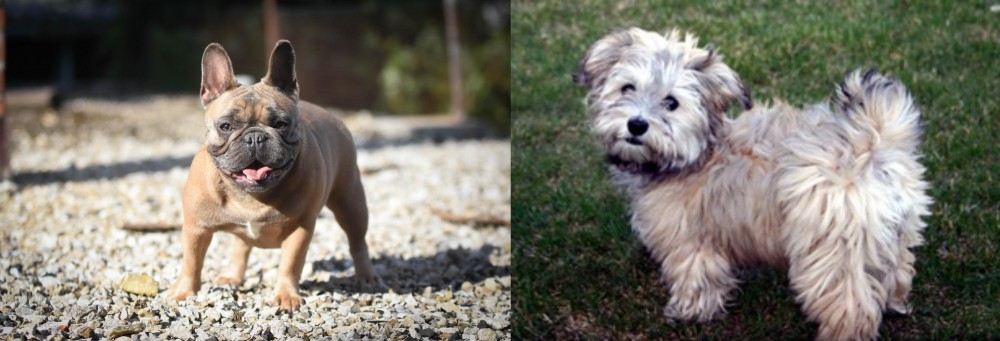 Havapoo vs French Bulldog - Breed Comparison