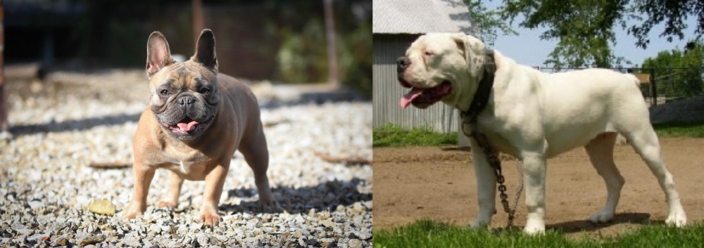 Hermes Bulldogge vs French Bulldog - Breed Comparison