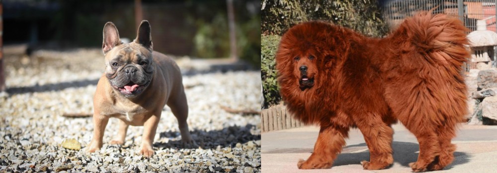 Himalayan Mastiff vs French Bulldog - Breed Comparison