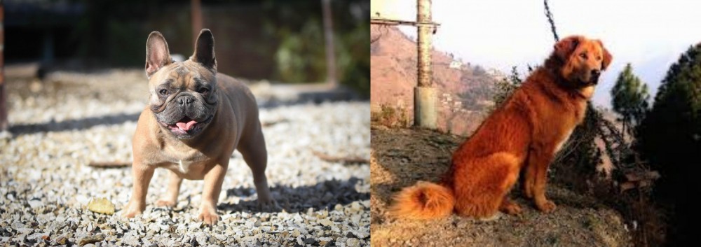 Himalayan Sheepdog vs French Bulldog - Breed Comparison