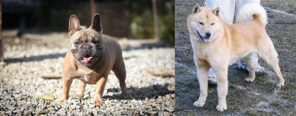 Hokkaido vs French Bulldog - Breed Comparison