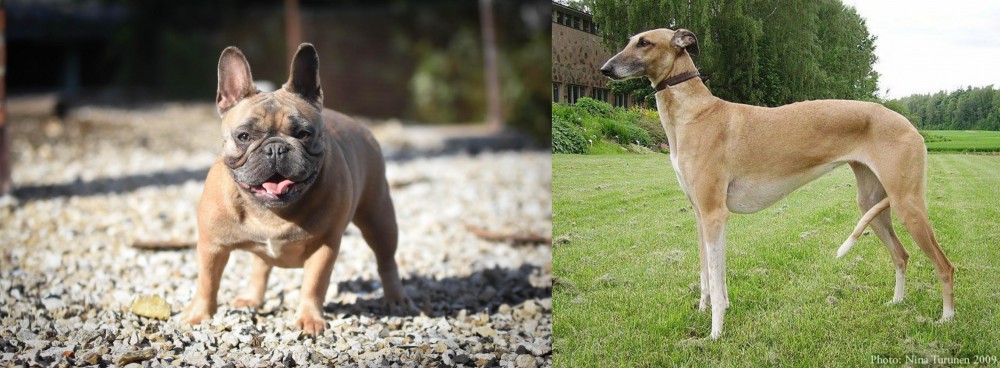 Hortaya Borzaya vs French Bulldog - Breed Comparison