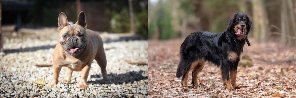 Hovawart vs French Bulldog - Breed Comparison