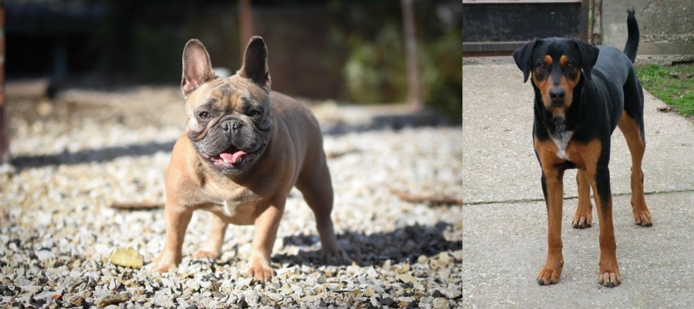 Hungarian Hound vs French Bulldog - Breed Comparison