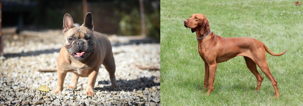Hungarian Vizsla vs French Bulldog - Breed Comparison