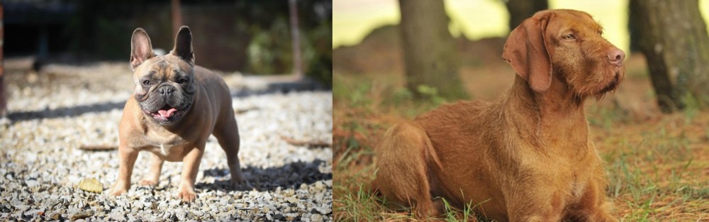 Hungarian Wirehaired Vizsla vs French Bulldog - Breed Comparison