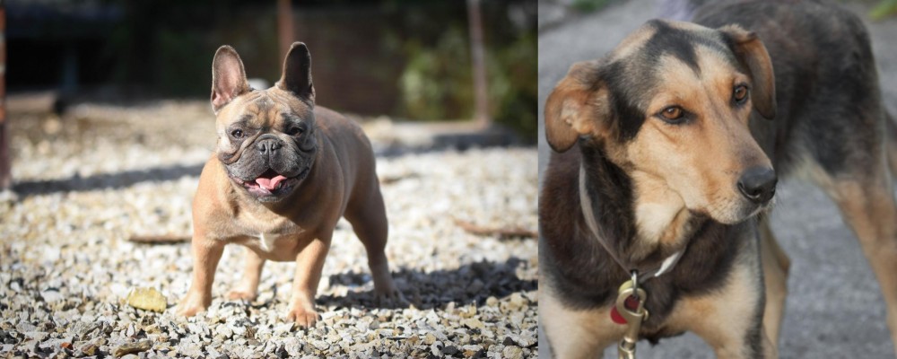 Huntaway vs French Bulldog - Breed Comparison