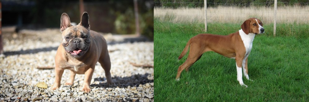 Hygenhund vs French Bulldog - Breed Comparison