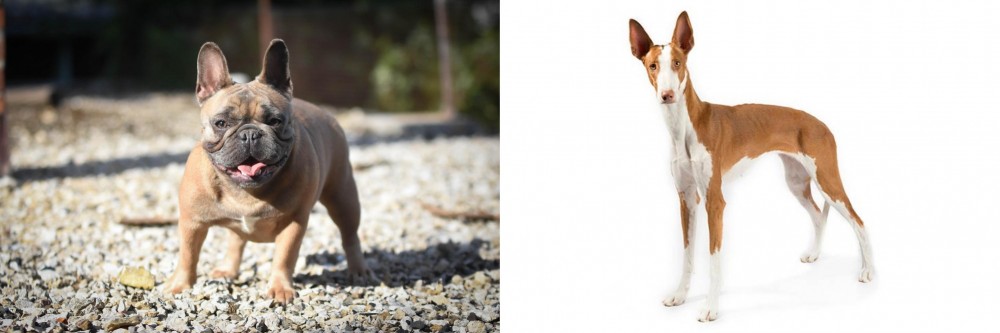 Ibizan Hound vs French Bulldog - Breed Comparison