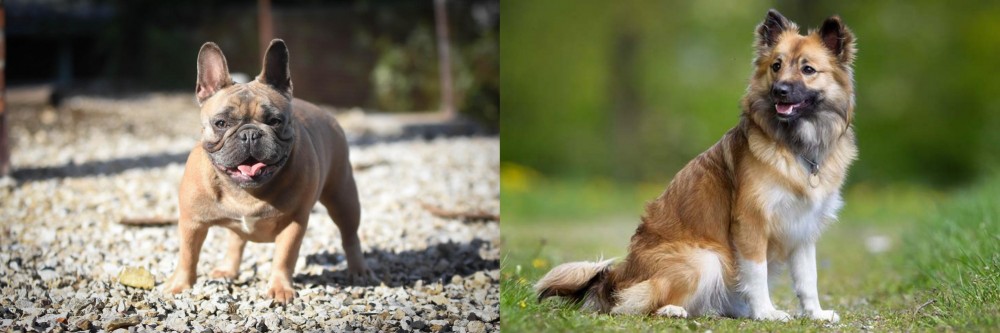 Icelandic Sheepdog vs French Bulldog - Breed Comparison