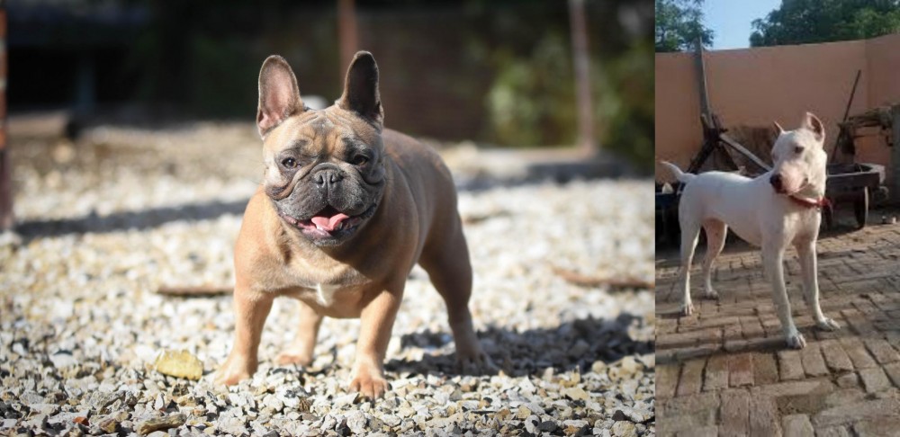 Indian Bull Terrier vs French Bulldog - Breed Comparison