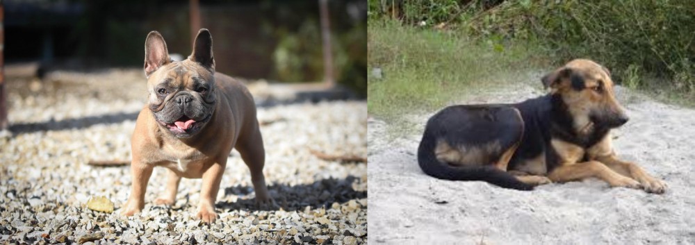 Indian Pariah Dog vs French Bulldog - Breed Comparison