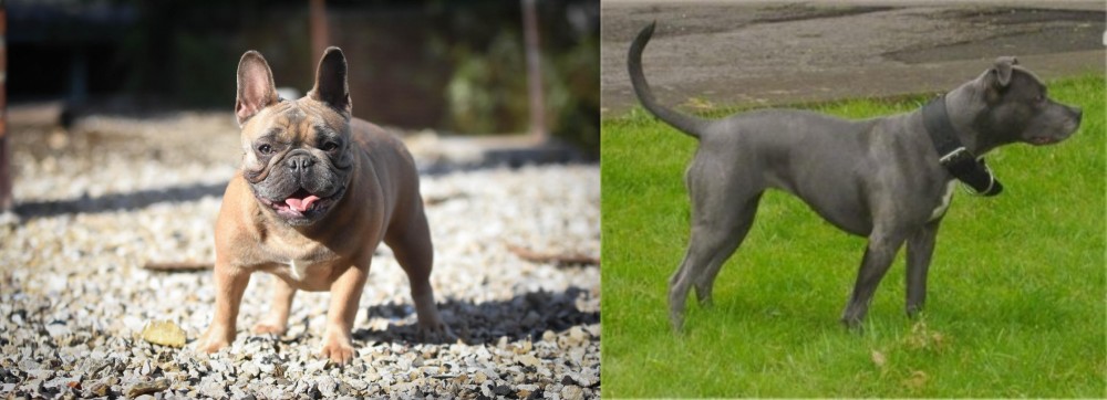 Irish Bull Terrier vs French Bulldog - Breed Comparison