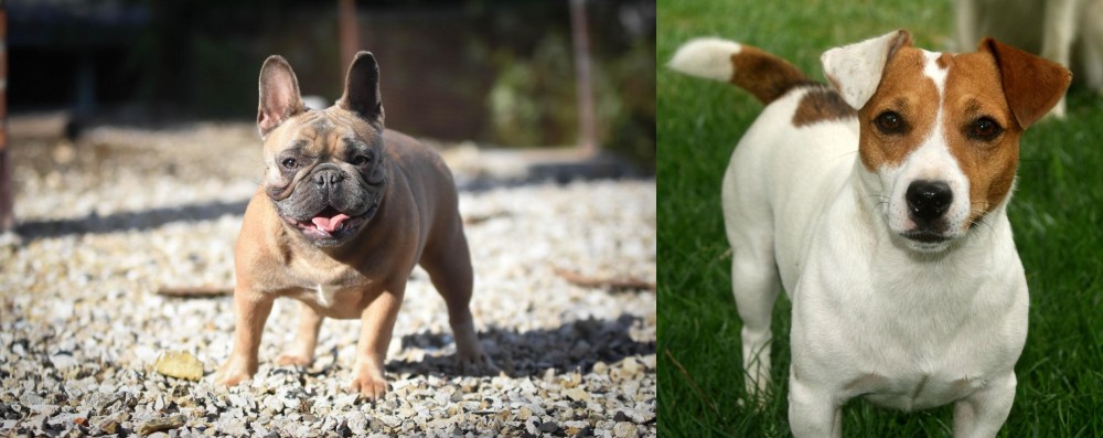 Irish Jack Russell vs French Bulldog - Breed Comparison