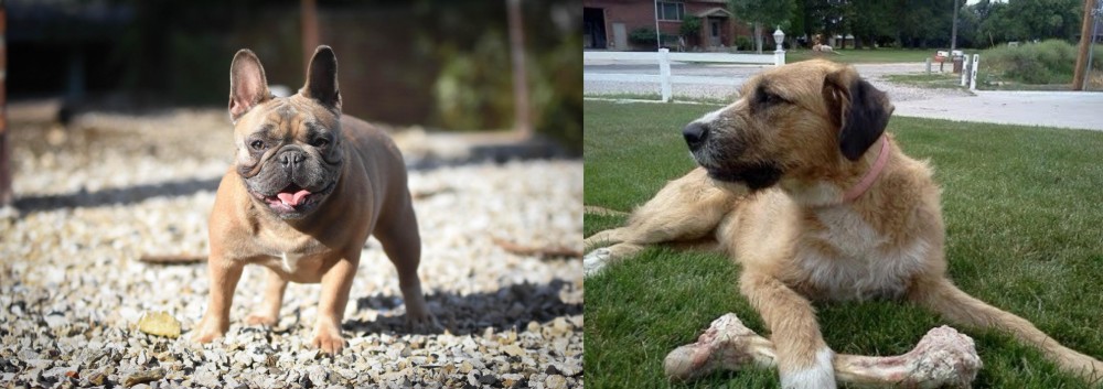 Irish Mastiff Hound vs French Bulldog - Breed Comparison