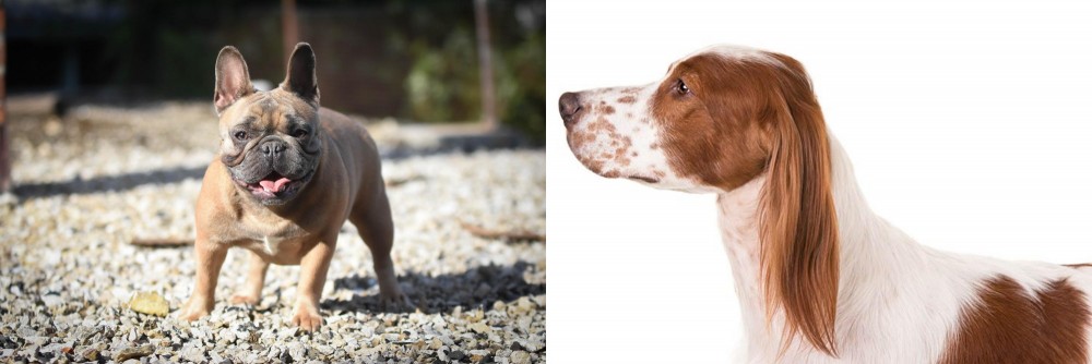 Irish Red and White Setter vs French Bulldog - Breed Comparison