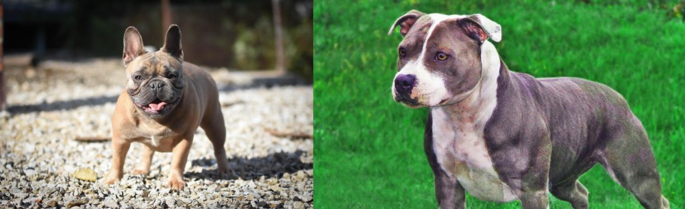 Irish Staffordshire Bull Terrier vs French Bulldog - Breed Comparison