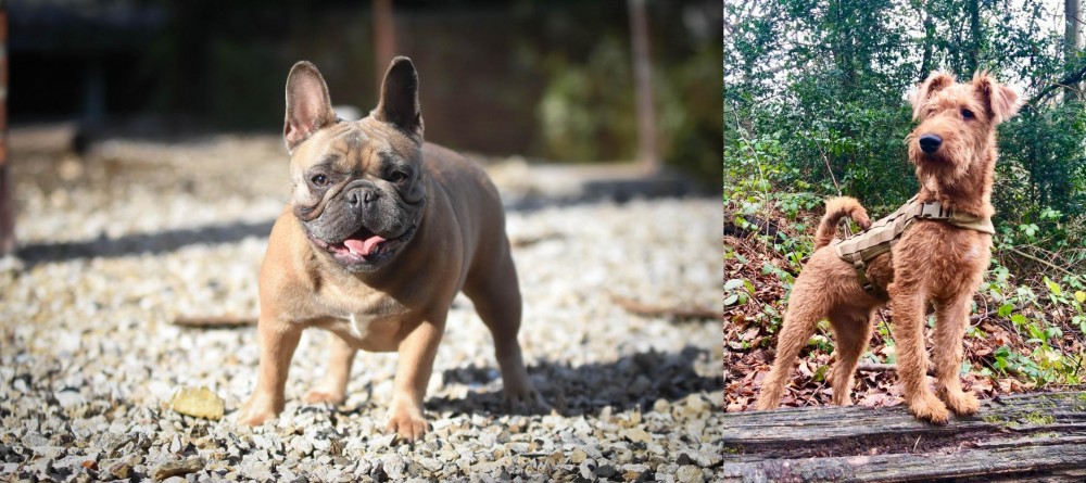 Irish Terrier vs French Bulldog - Breed Comparison