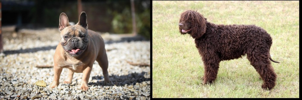 Irish Water Spaniel vs French Bulldog - Breed Comparison