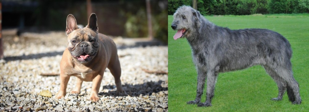 Irish Wolfhound vs French Bulldog - Breed Comparison
