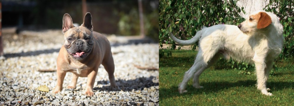 Istarski Ostrodlaki Gonic vs French Bulldog - Breed Comparison